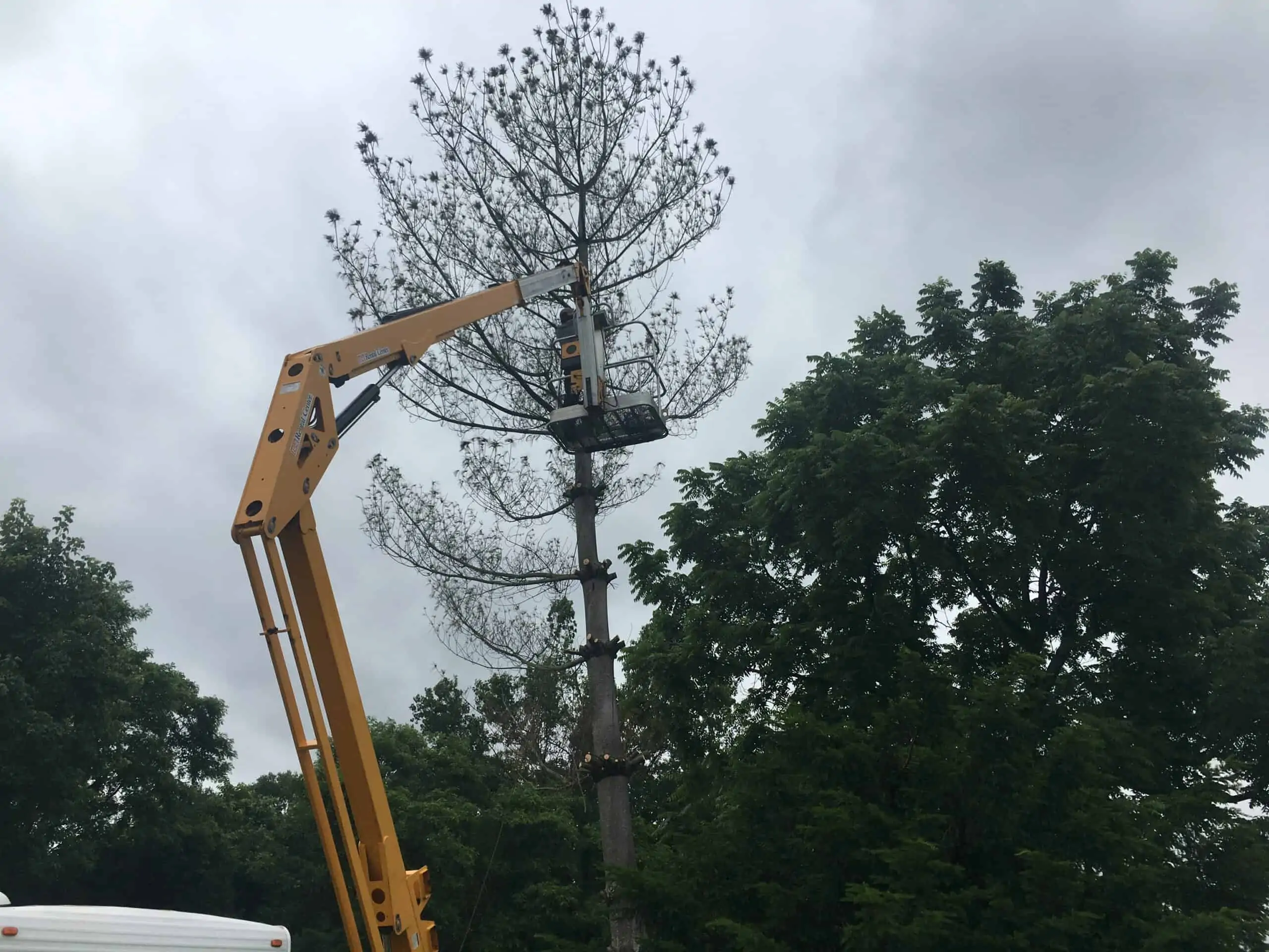 NKY Curb Appeal tree and branch removal work